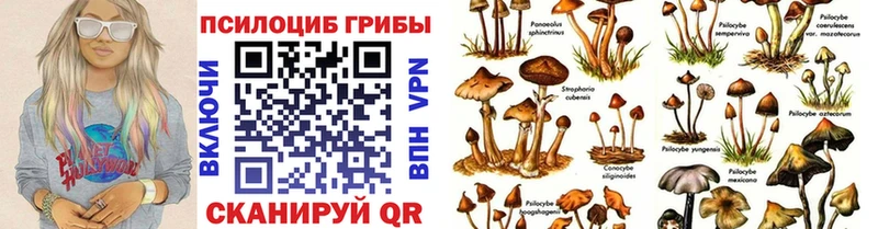 Купить закладки  Кудрово  Псилоцибиновые грибы Psilocybe 